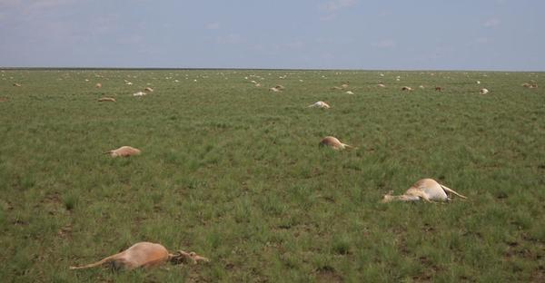 Catastrophic Collapse of Saiga Antelope Leaves 120,000 Dead in a Month